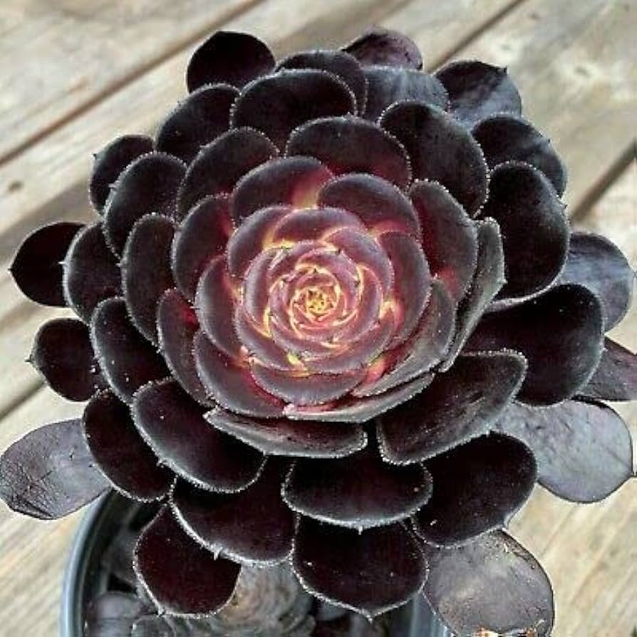 SUCULENTA ROSA NEGRA