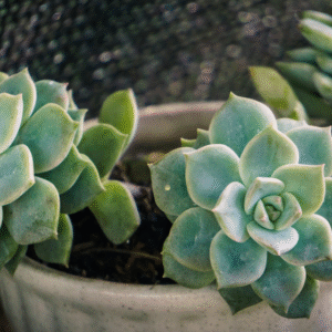 Suculenta Bola de Nieve Mexicana