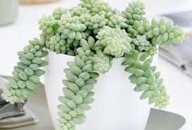 Suculenta Cola de Burro