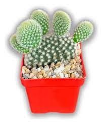 Cactus Matera Plastica Tamaño P7