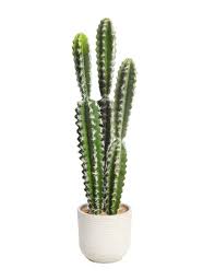 Cactus ceramica
