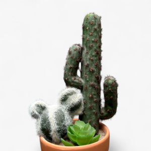 cactus del desierto
