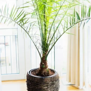 palma datilera de judea